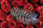 USA, Washington State, Seabeck. Hawk feather on chrysanthemum flowers. Art Print